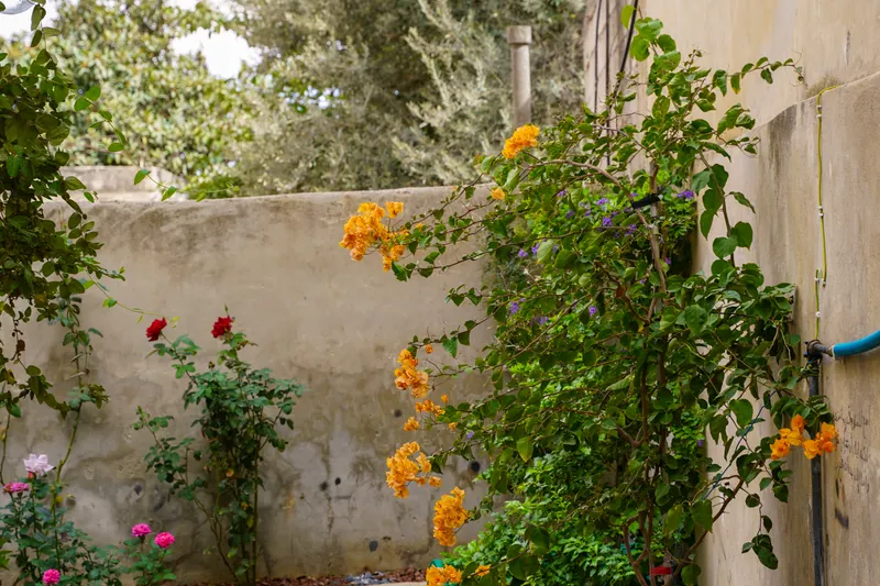 Patio encalado con plantas en flor